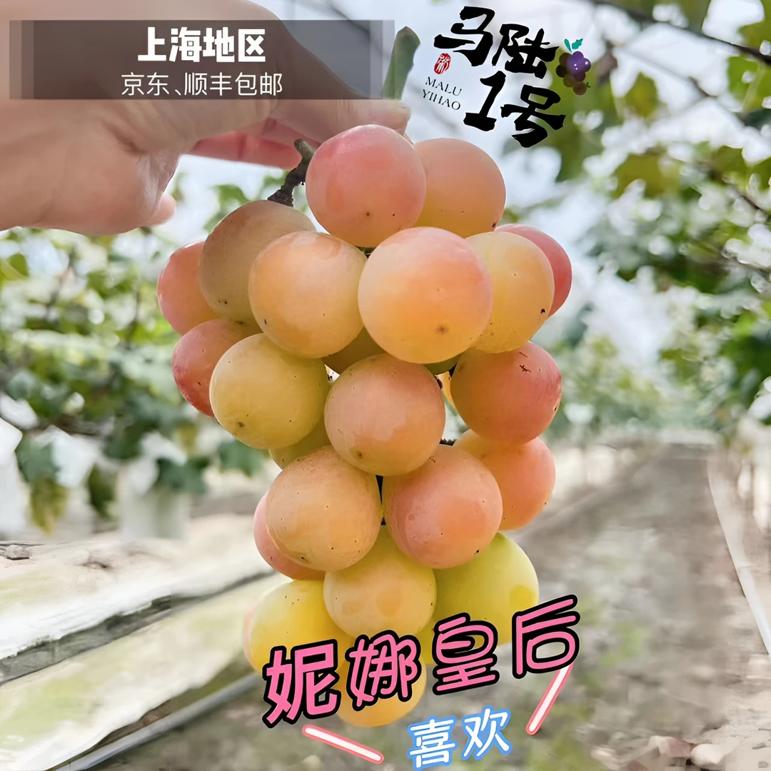 上海嘉定马陆葡萄-妮娜皇后 果香浓郁 5斤、10斤装 产地直发