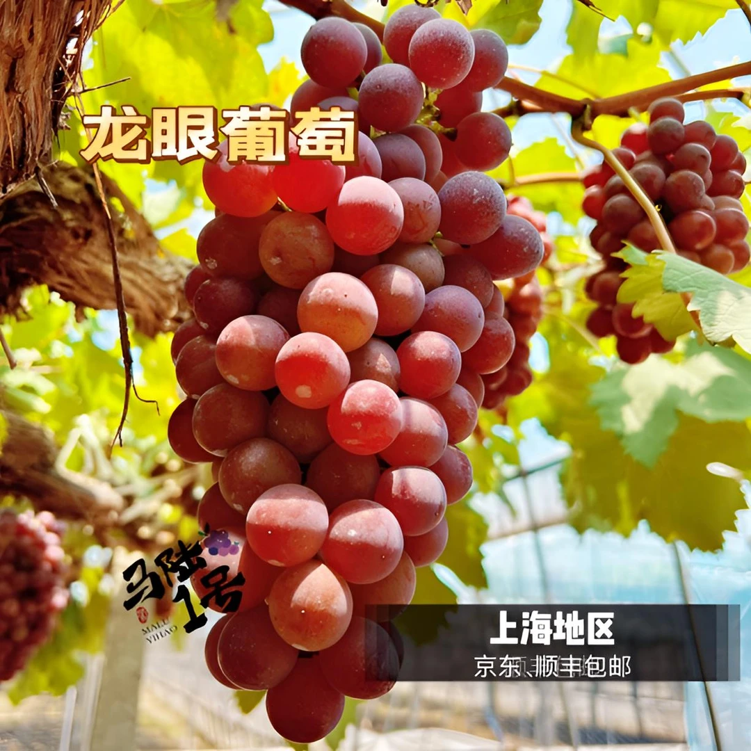 上海马陆葡萄-龙眼葡萄 净重5斤、10斤装 产地直发 儿时的味道