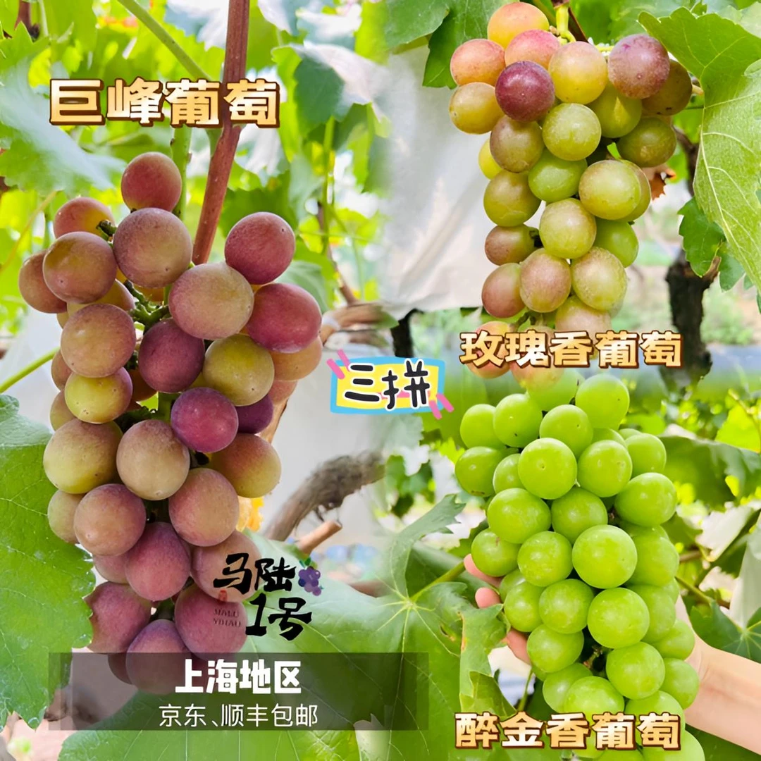 马陆1号葡萄园-巨峰，玫瑰香、醉金香三拼 产地直发 上海地区包邮