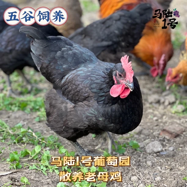 马陆1号葡萄园正宗散养走地老母鸡 1年老鸡 活鸡现杀 新鲜直发