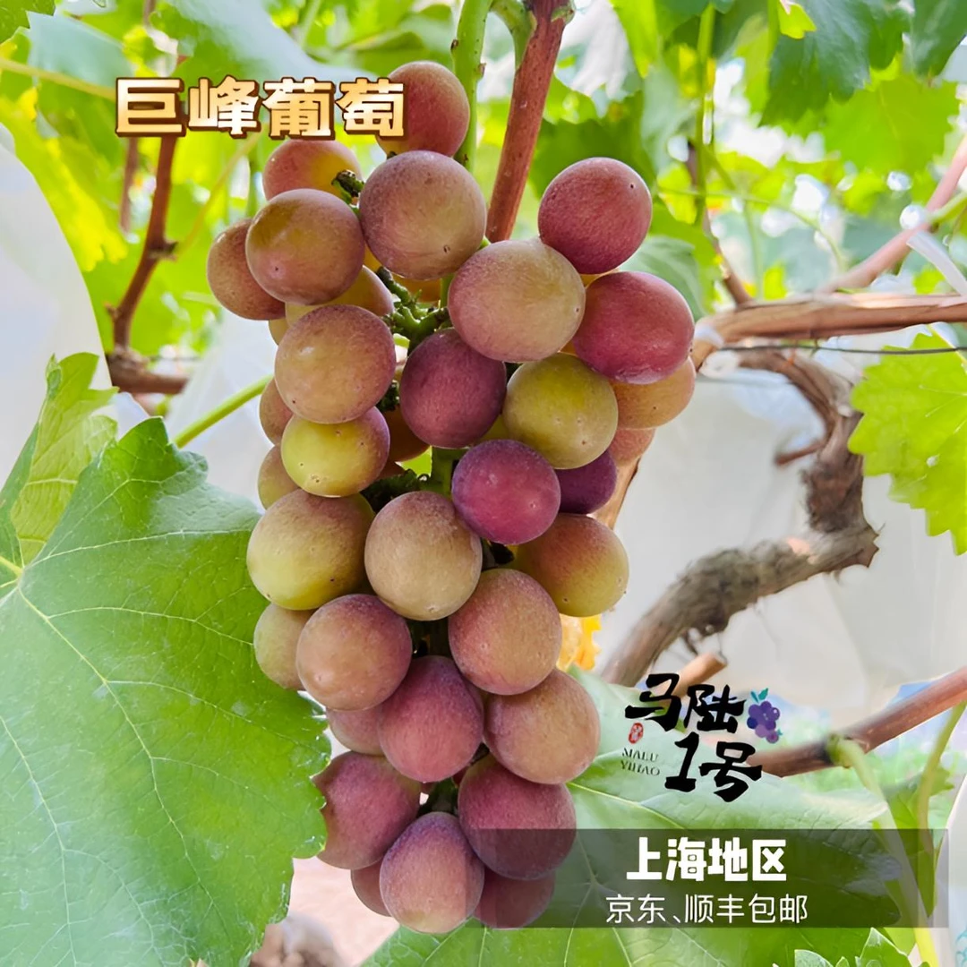 上海马陆葡萄-巨峰葡萄 净重5斤、10斤装 产地直发 儿时的味道