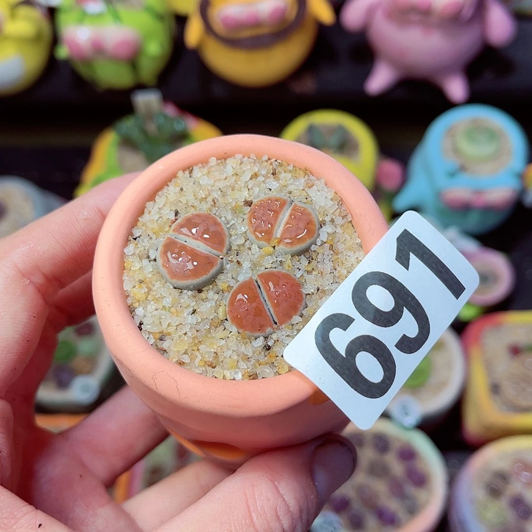 691生石花带盆发