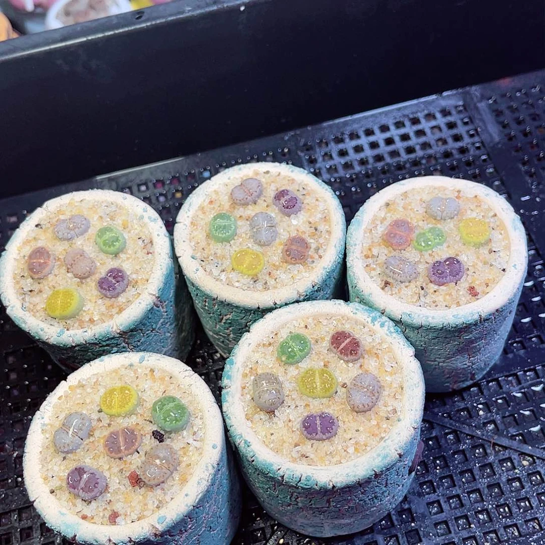 411每单一盆量拍