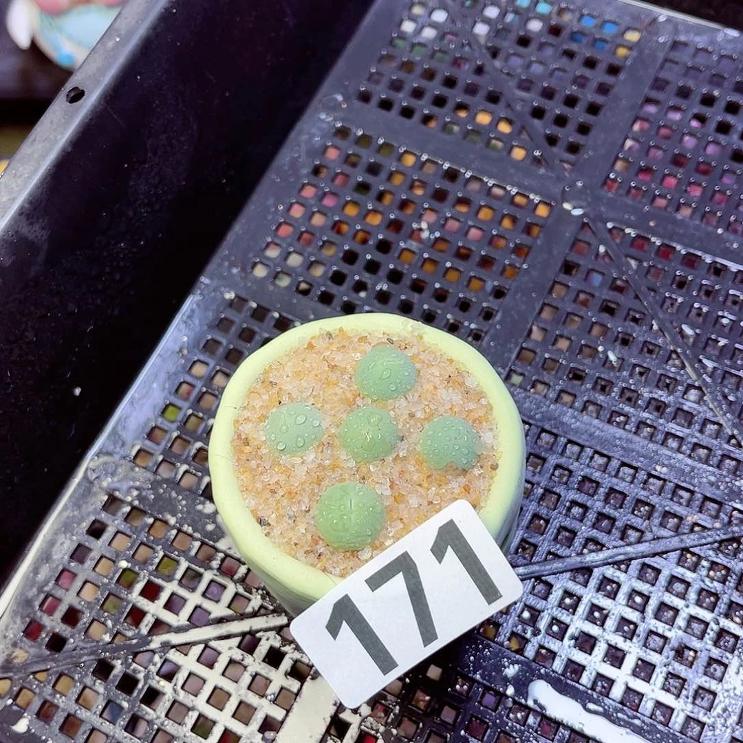 171每单一拍量拍
