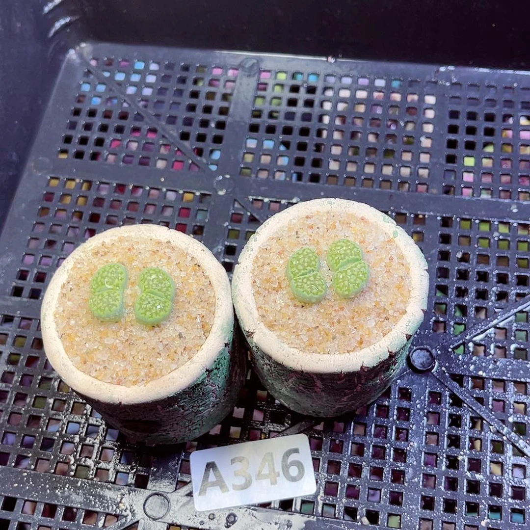 346每单一盆量拍