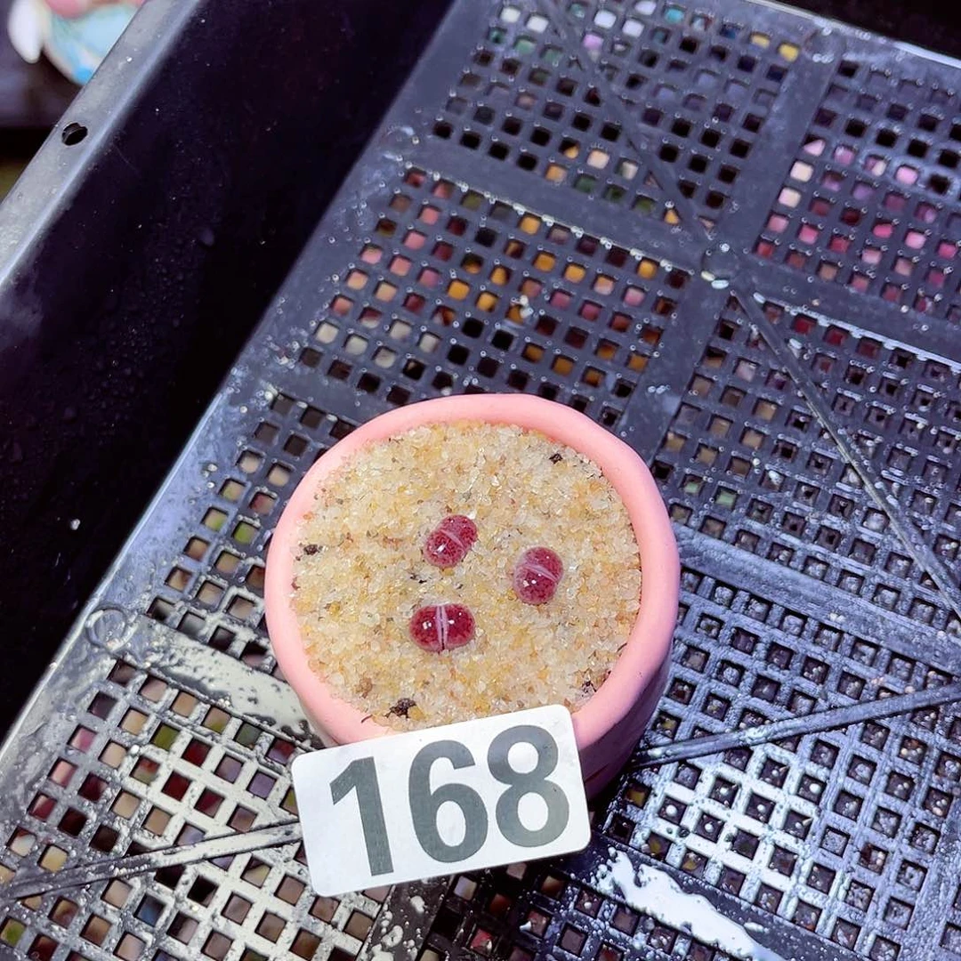 168每单一拍量拍