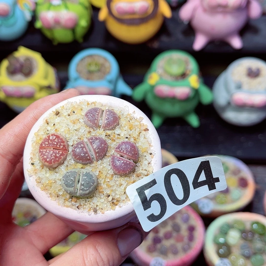 504生石花带盆发