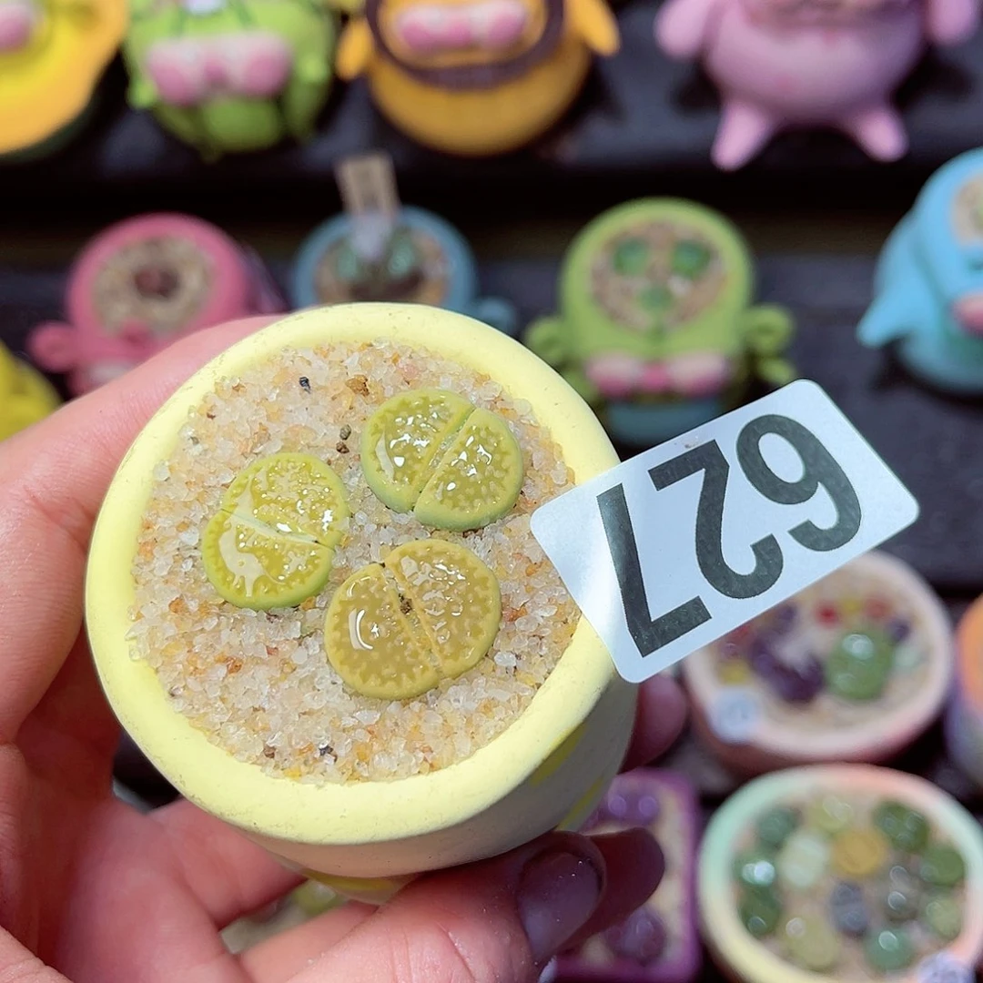 627生石花带盆发