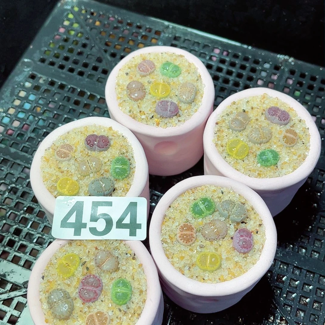 454每单一盆量拍