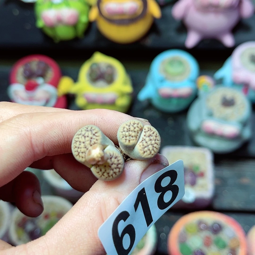 618生石花裸根发