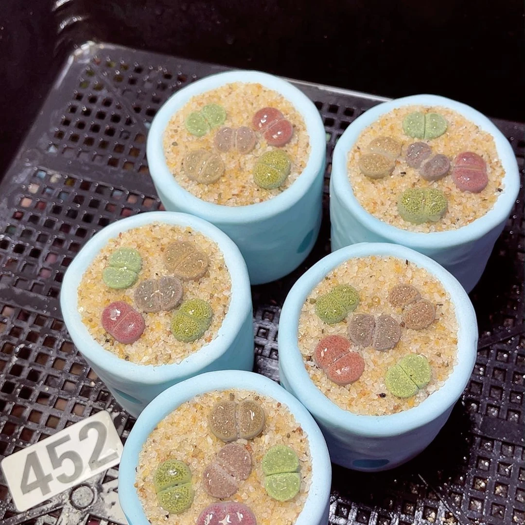 452每单一盆量拍