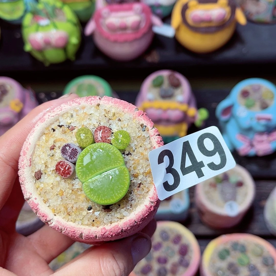 349生石花带盆发