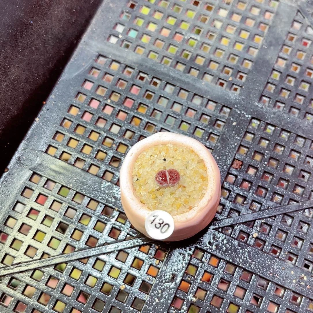 红陶300CM及以上130