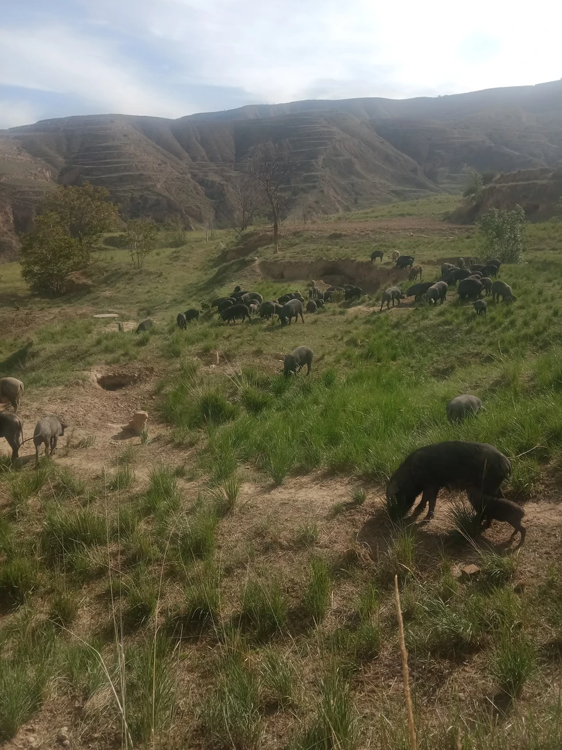 甘肃定西大山里生生态放养黑猪肉