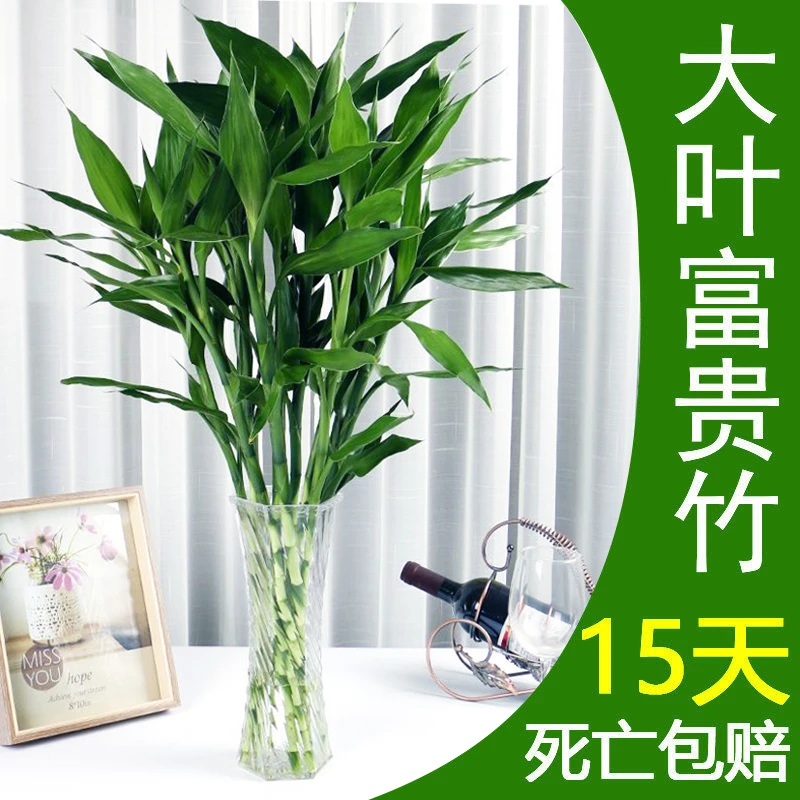 富贵竹水培植物转运竹花卉绿植室内盆栽绿萝箩水养带根鲜花发财树