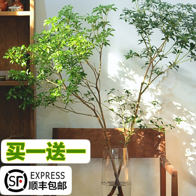马醉木水培植物鲜切枝条室内水养花卉绿植盆栽好养活日本吊钟树枝