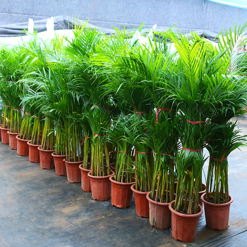 散尾葵盆栽凤尾竹室内客厅大型绿植盆栽椰子夏威夷竹花卉植物盆景