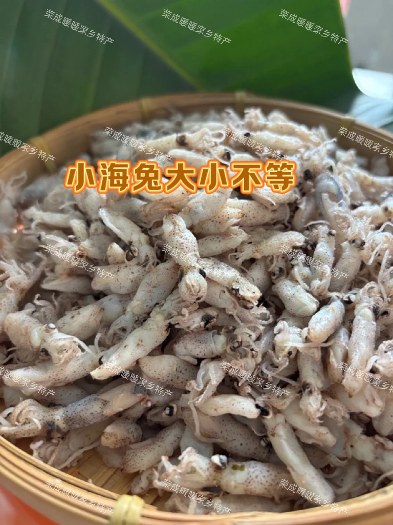 山东荣成小海兔（冷冻保存）
