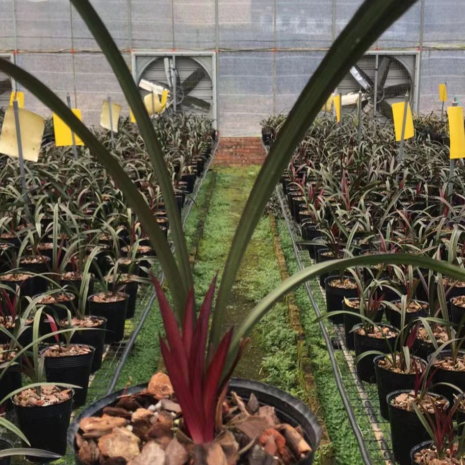 建兰名品红草红荷网红草荷瓣花优雅株型墨红色