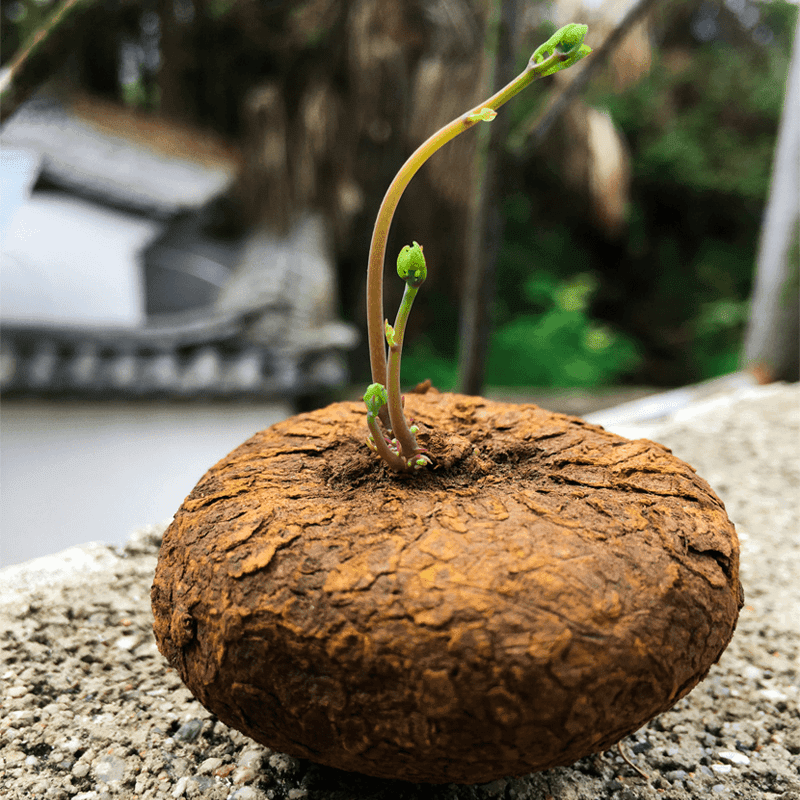 山乌龟植物红藤圆叶金不绿植净化空气防辐射吸甲醛观叶盆栽爬藤