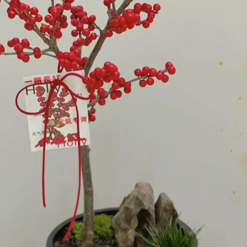 1基地北美冬青盆栽《不带盆发货，会轻微掉果，会落叶》