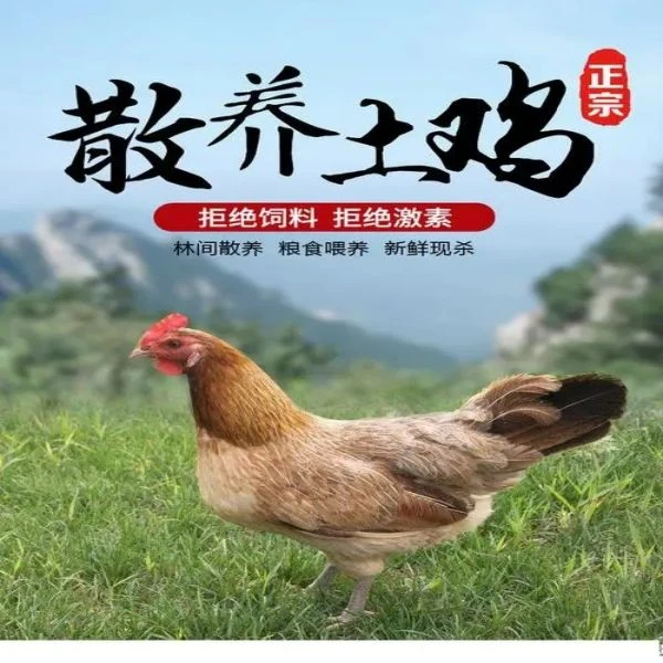 方亮家散养土鸡12只（宰杀发货）生鲜