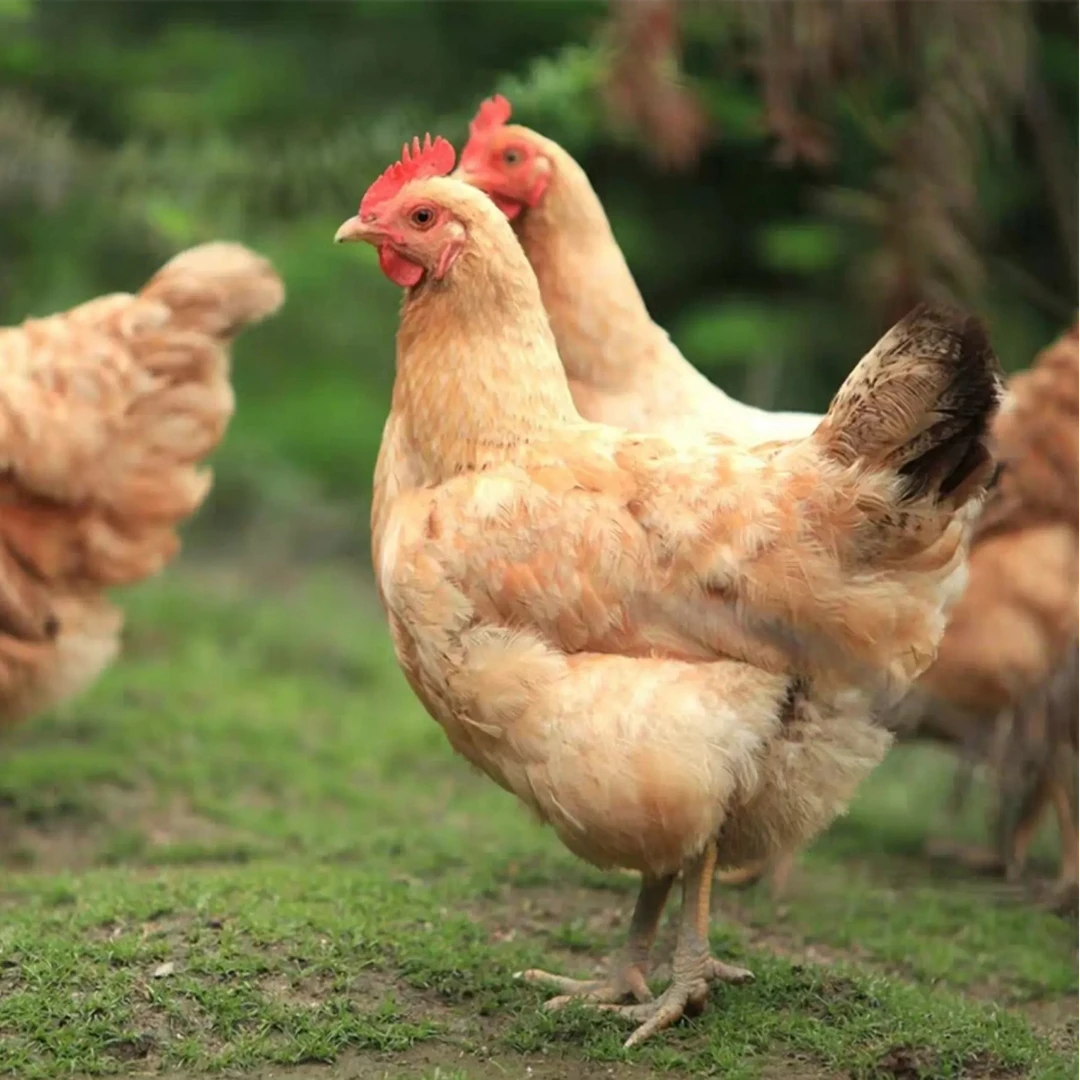 【老母鸡两只实惠装】两年以上金膘黄油老母鸡两只净重5斤左右