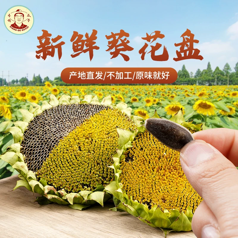 香鸽2024新鲜现摘向日葵花盘葵花籽生瓜子原味湿瓜子产地直发包邮