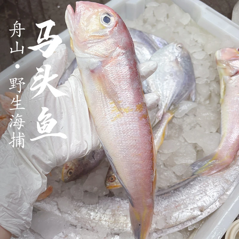 东海野生马头鱼新鲜冷冻鲜美马头鱼舟山海鲜东海海鲜