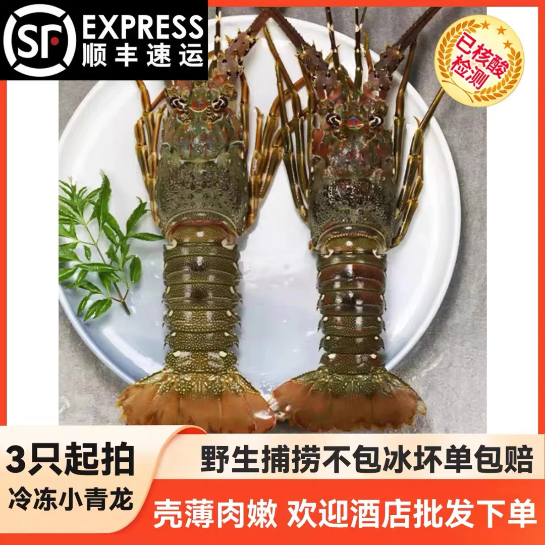 活冻小青龙虾鲜活大龙虾龙虾3-4两海鲜广东包邮顺丰