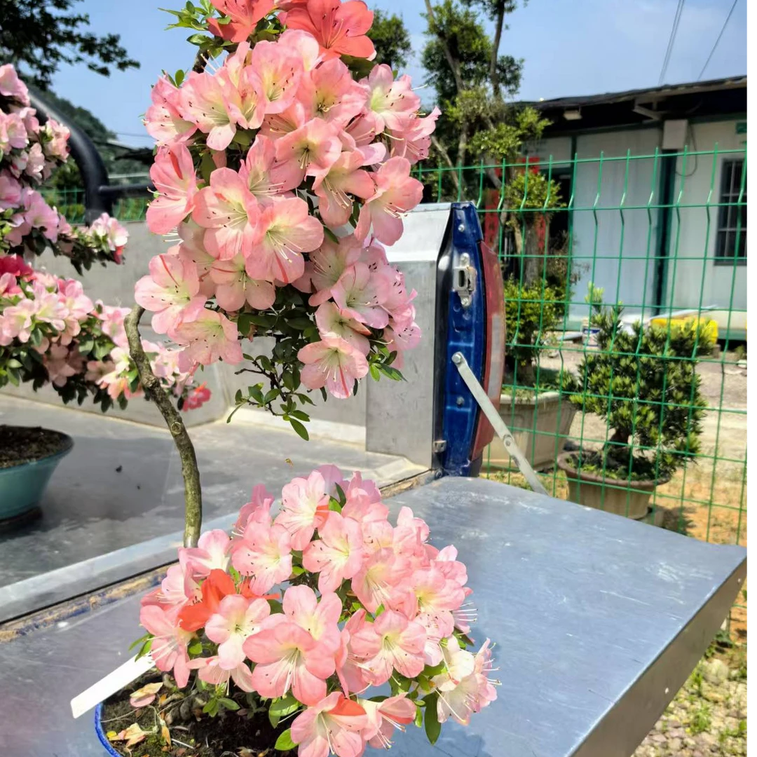 俐园盆景直播链接