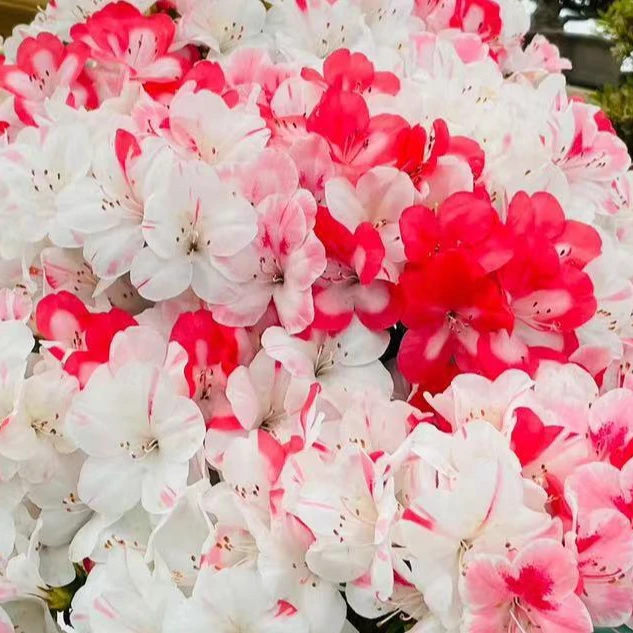 杜鹃、绿植交易连接