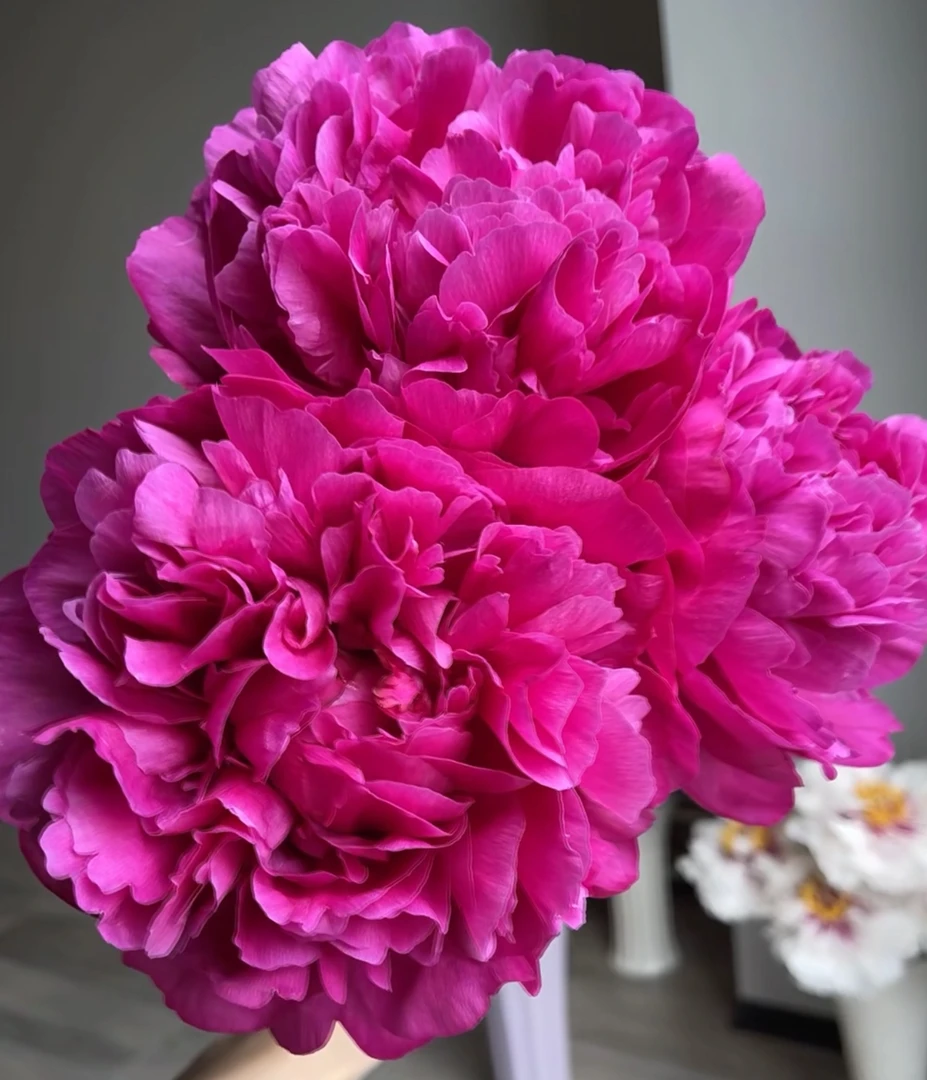 红富士2-3芽芍药秋天发货