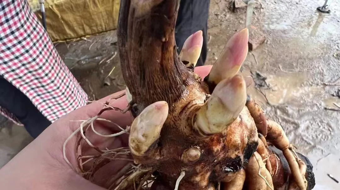 莎拉芍药1年原颗秋天发货