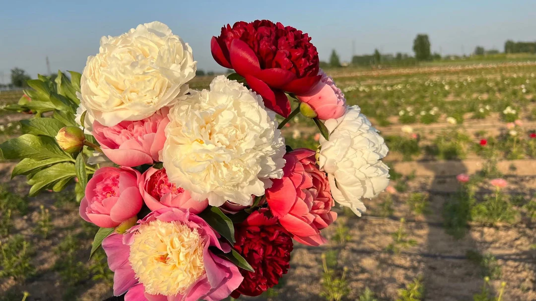超值组合套餐（兰富士，御前，巴次拉）2-3芽芍药秋天发
