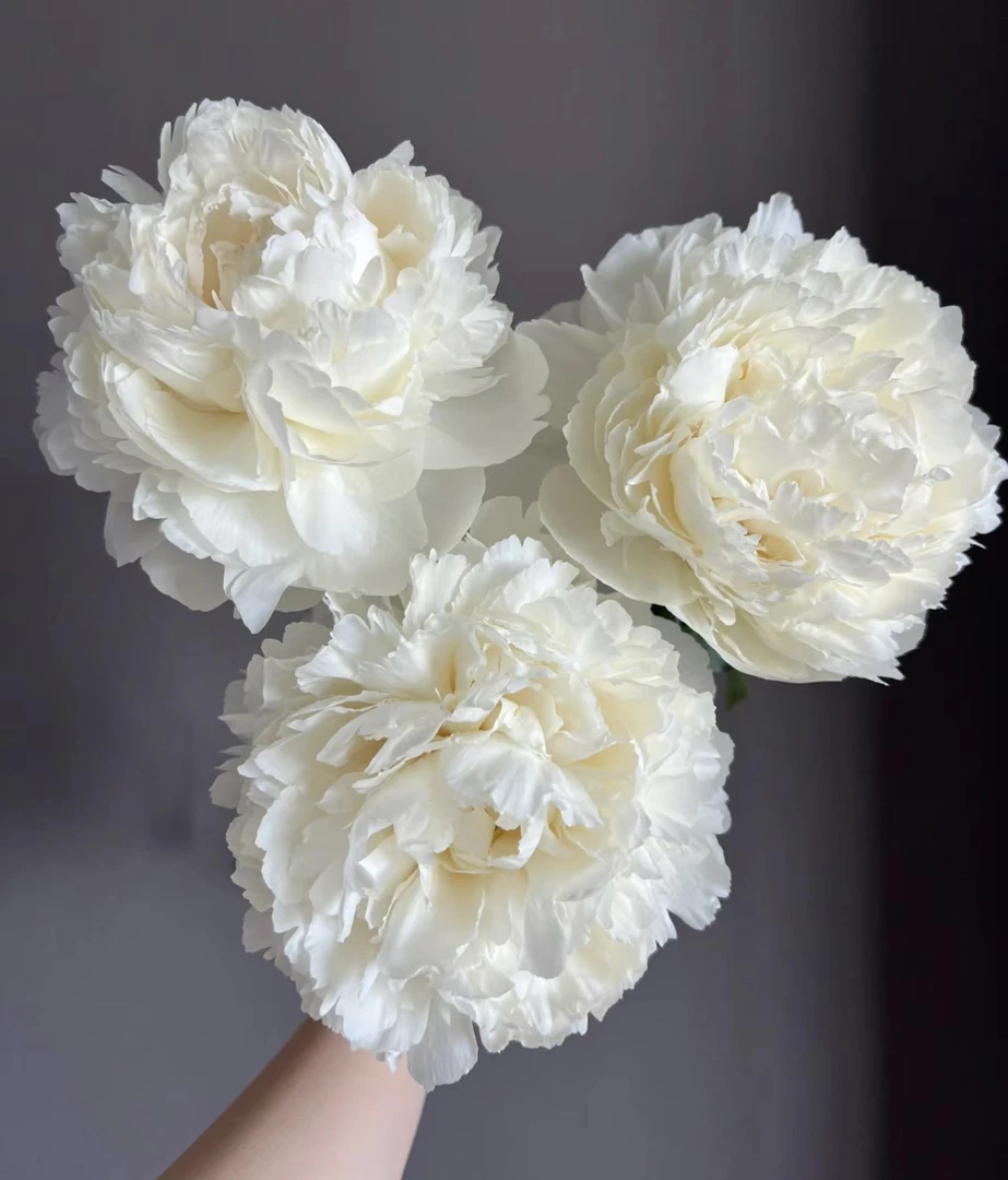 奶油碗2-3芽芍药花苗