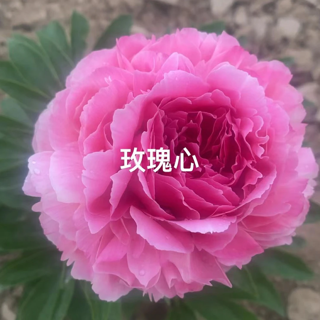 玫瑰心芍药2-3芽秋天发货