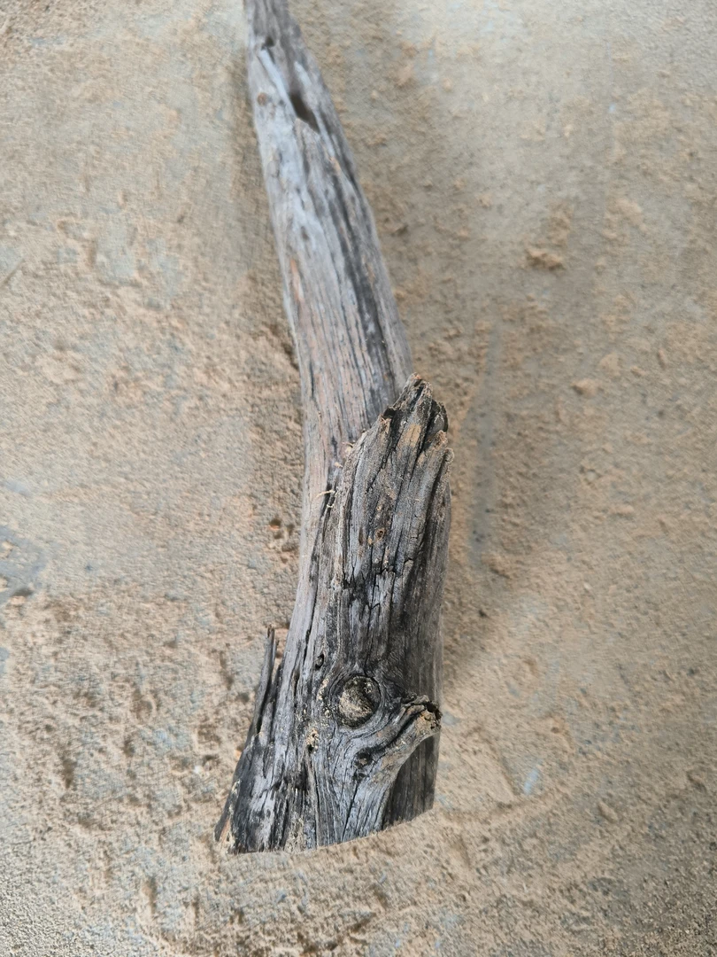 太行植物精品花卉