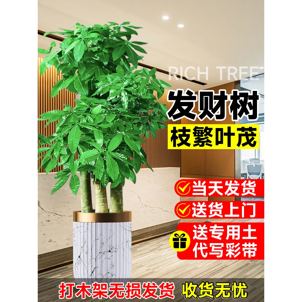 发财树客厅大盆栽室内办公室植物乔迁送礼开业一米大棵大型步步高