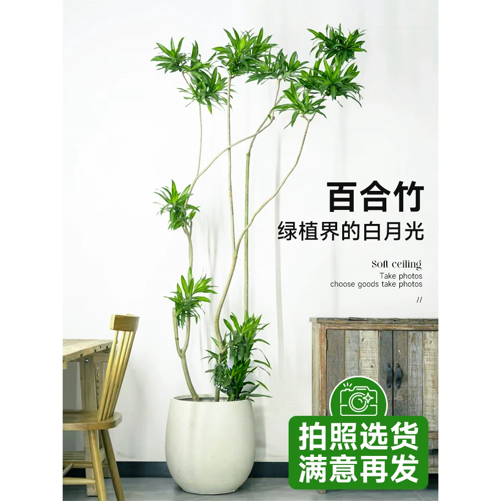 百合竹客厅绿植金边百合竹真绿植盆栽老桩造型室内轻奢大型植物祿