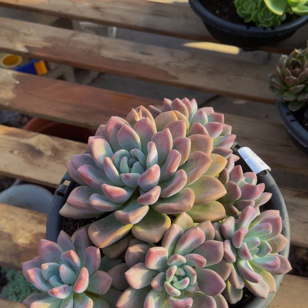 百**苏9-007奥普琳娜