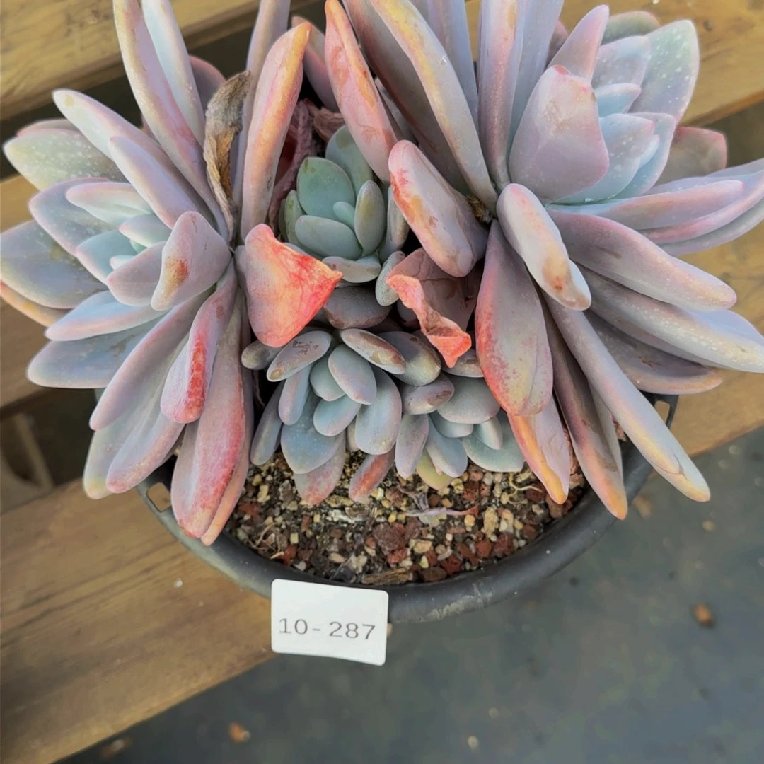 一**哥10-287粉兔