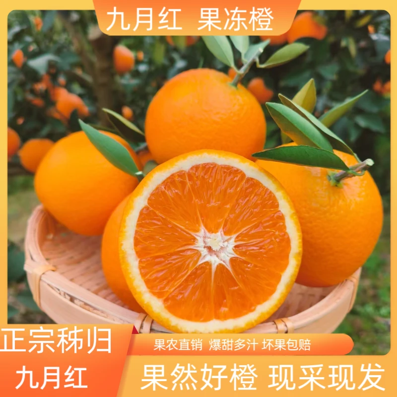 【产地直发】正宗秭归九月红果冻橙当季现摘 孕妇 批发摆摊 榨汁