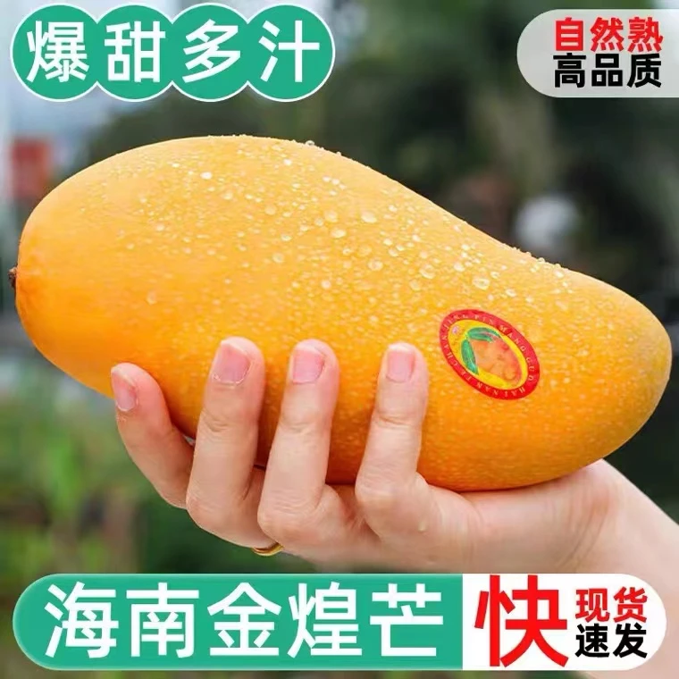 【小颖推荐】金煌芒 海南直发 礼盒装4.5-5斤