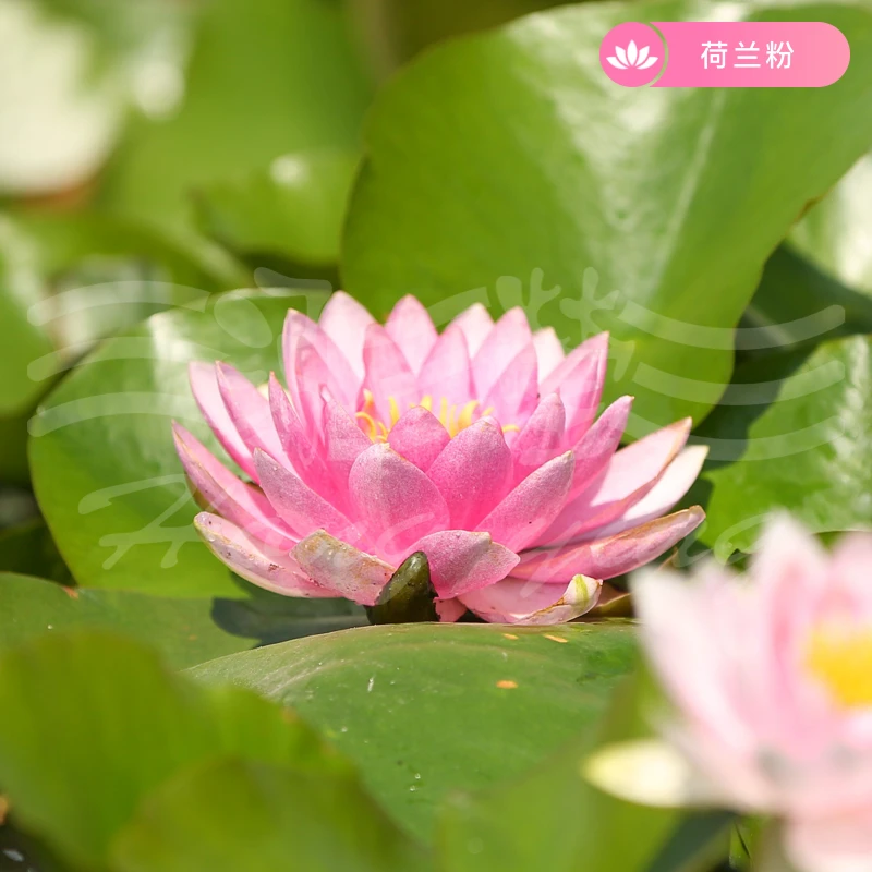 泓莹【荷兰粉】传统【大型耐寒品种睡莲】碗莲荷花水生阳台植物