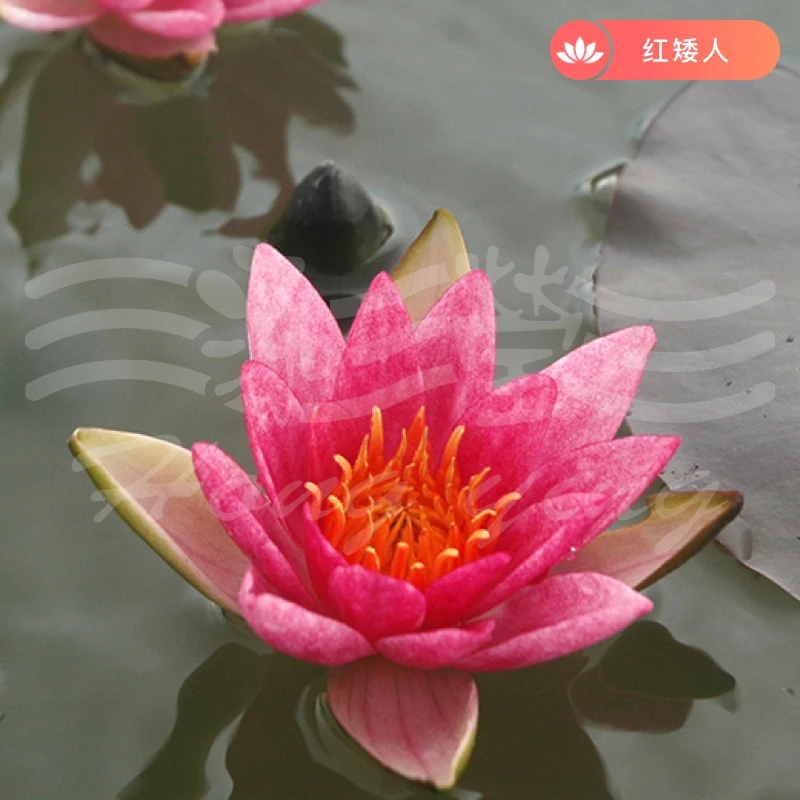 泓莹【红矮人】微莲【小型微型耐寒品种睡莲】碗莲水生阳台植物
