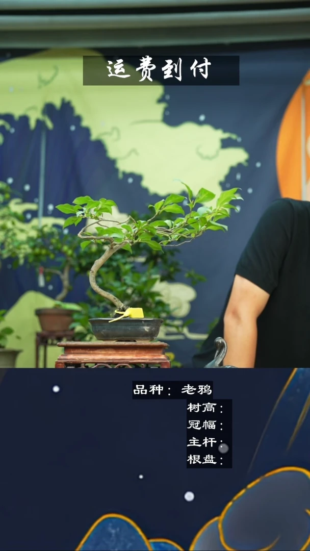 【闪购商品】112774