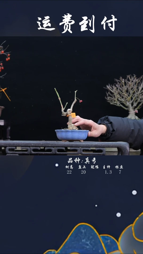 【闪购商品】14555真弓