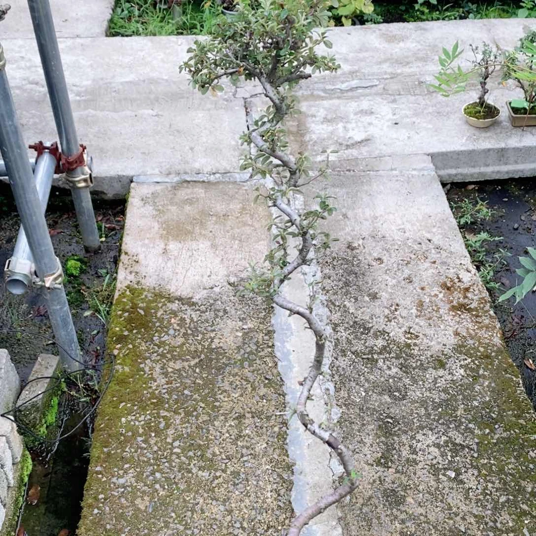 冷**人杂木 荀子。