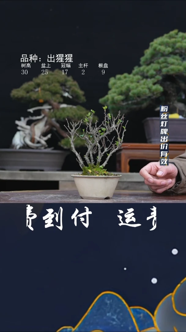 【闪购商品】长寿梅491